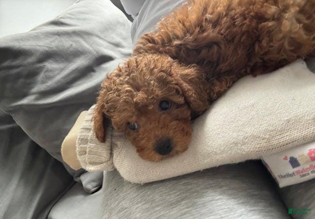 Toy Poodle dogs for sale: Bambi - Image 3