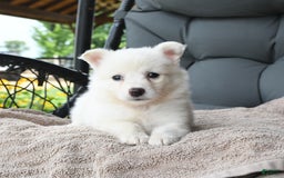 American Eskimo dogs for sale: Fifi - Image 2