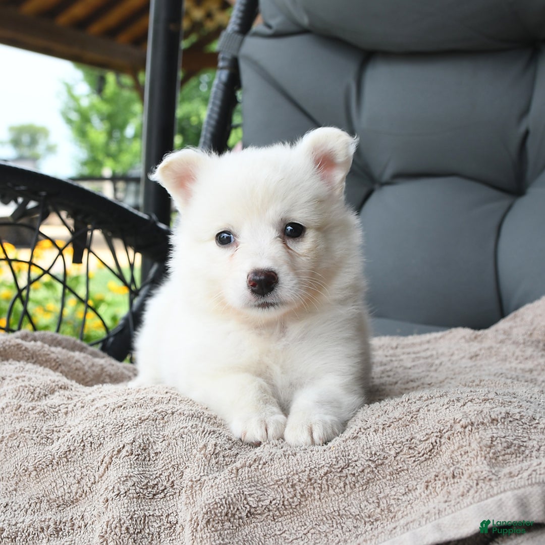 American Eskimo dogs for sale: Fifi - Image 2