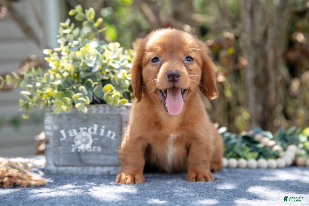Miniature Dachshund dogs for sale: Mateo - Image 2