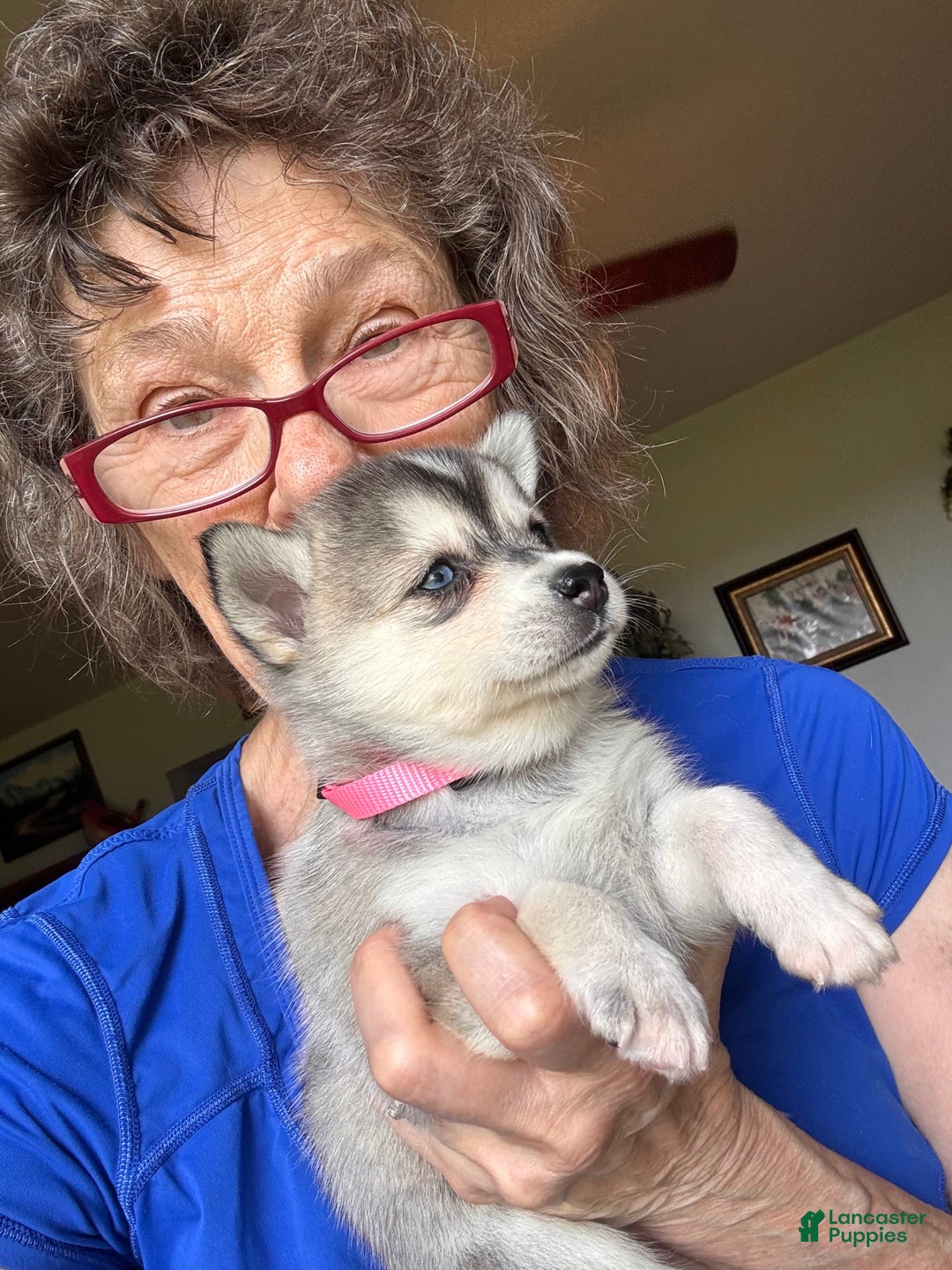Alaskan Klee Kai dogs for sale: Blue Kiya - Image 6