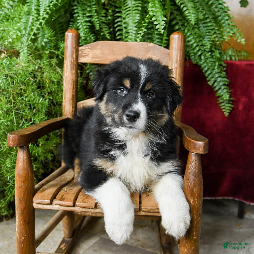 Australian Shepherd dogs for sale: Cooper - Image 3