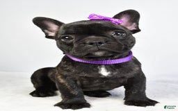 French Bulldog dogs for sale: Angel - Image 6