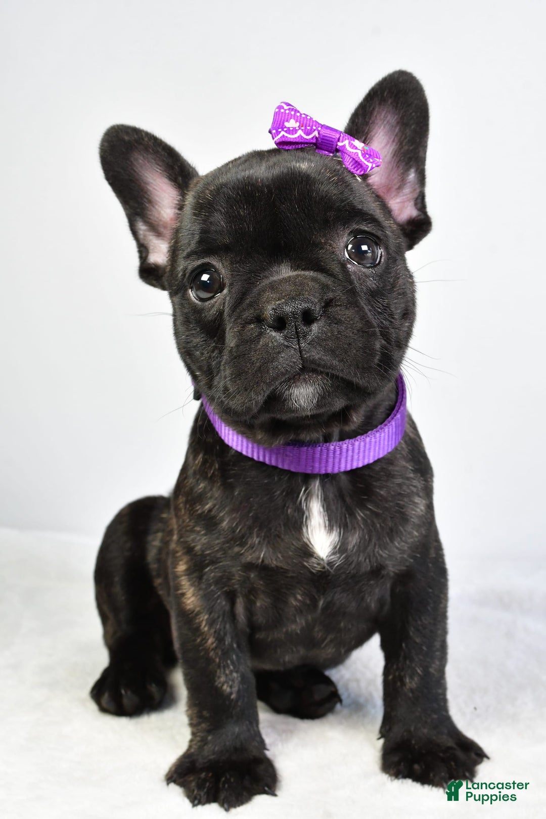 French Bulldog dogs for sale: Angel - Image 6