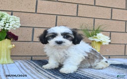 Teddy Bear dogs for sale: Freckles - Image 2