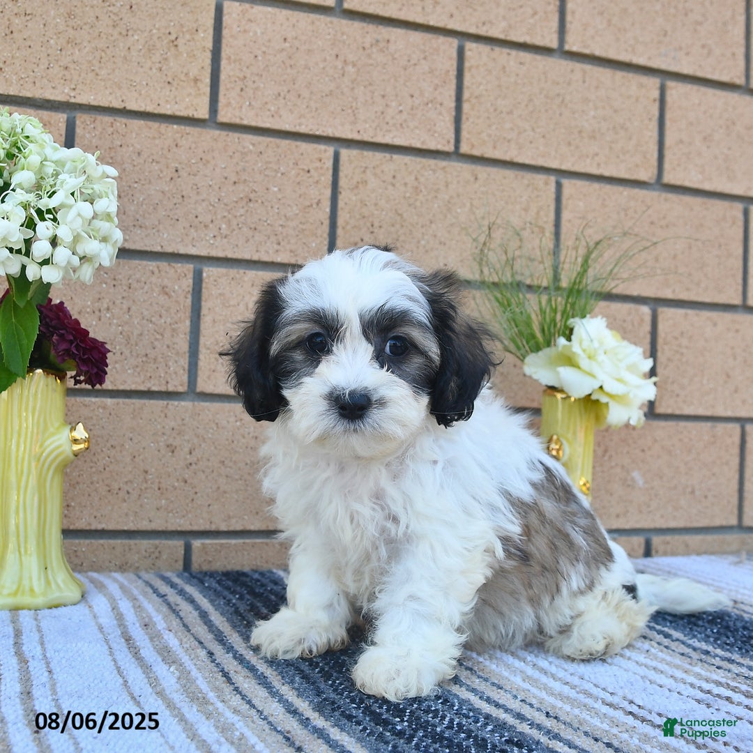 Teddy Bear dogs for sale: Freckles - Image 2