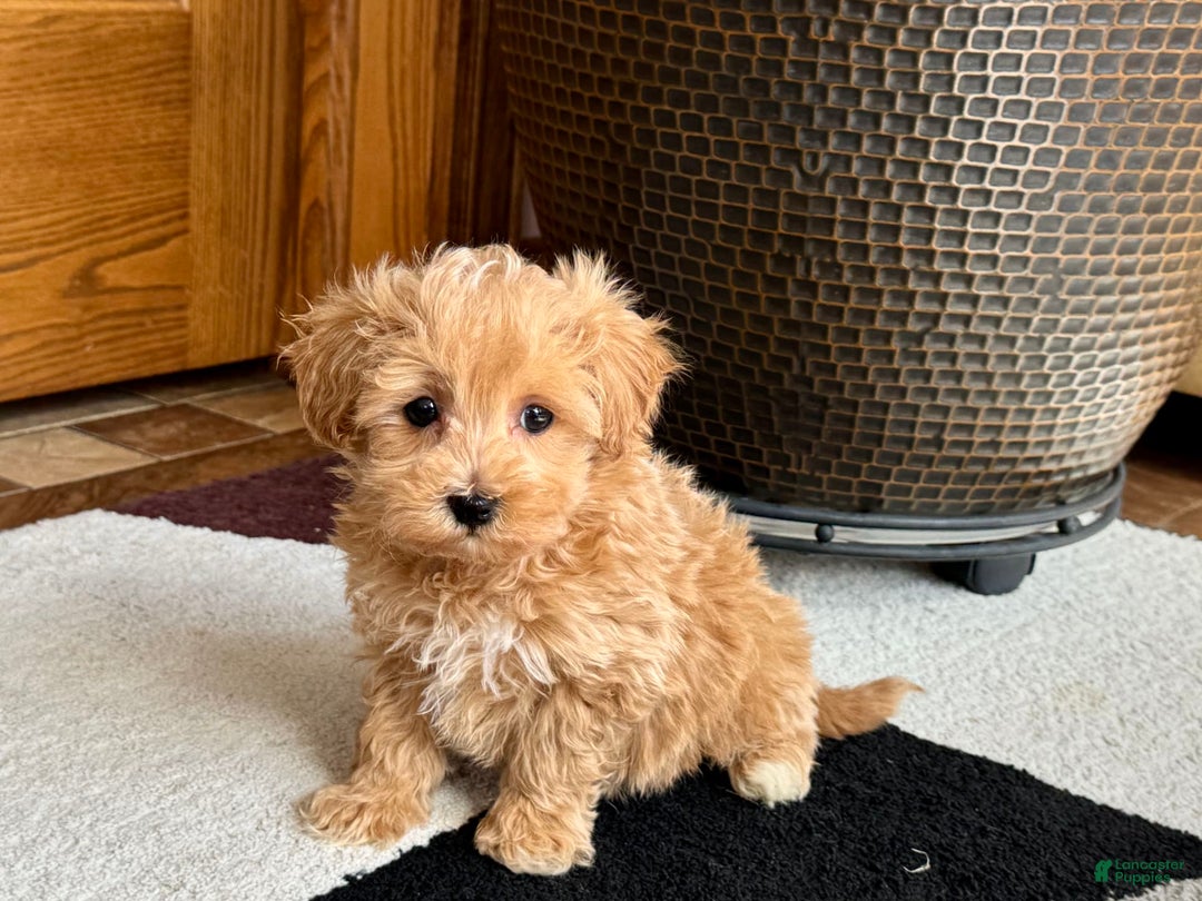 Maltipoo dogs for sale: Cody - Image 14