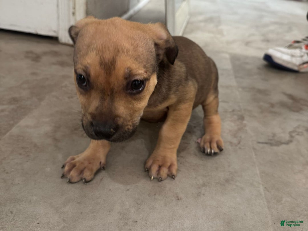 South African Boerboels dogs for sale: Nova - Image 6