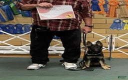 German Shepherd dogs for sale: Nicco - Image 1