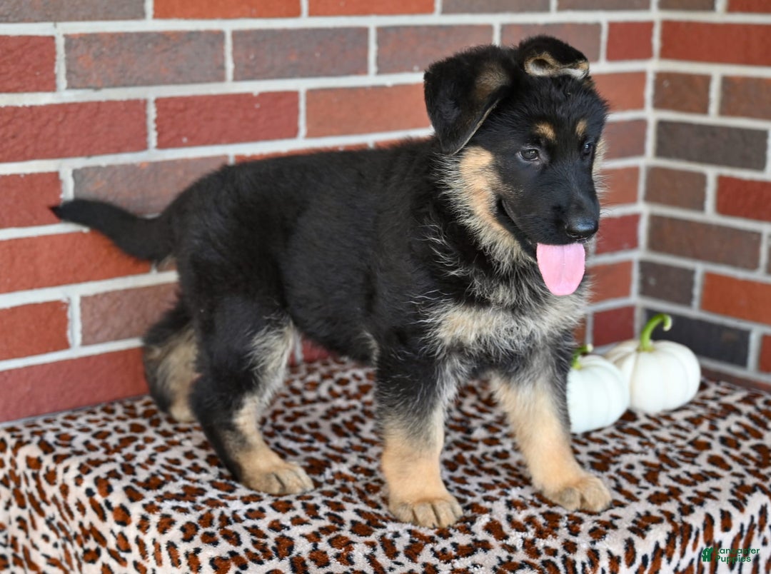 German Shepherd dogs for sale: Bailey - Image 8