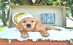 Golden Retriever dogs for sale: Abby - Image 2