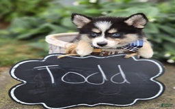 Pomsky dogs for sale: Todd - Image 7