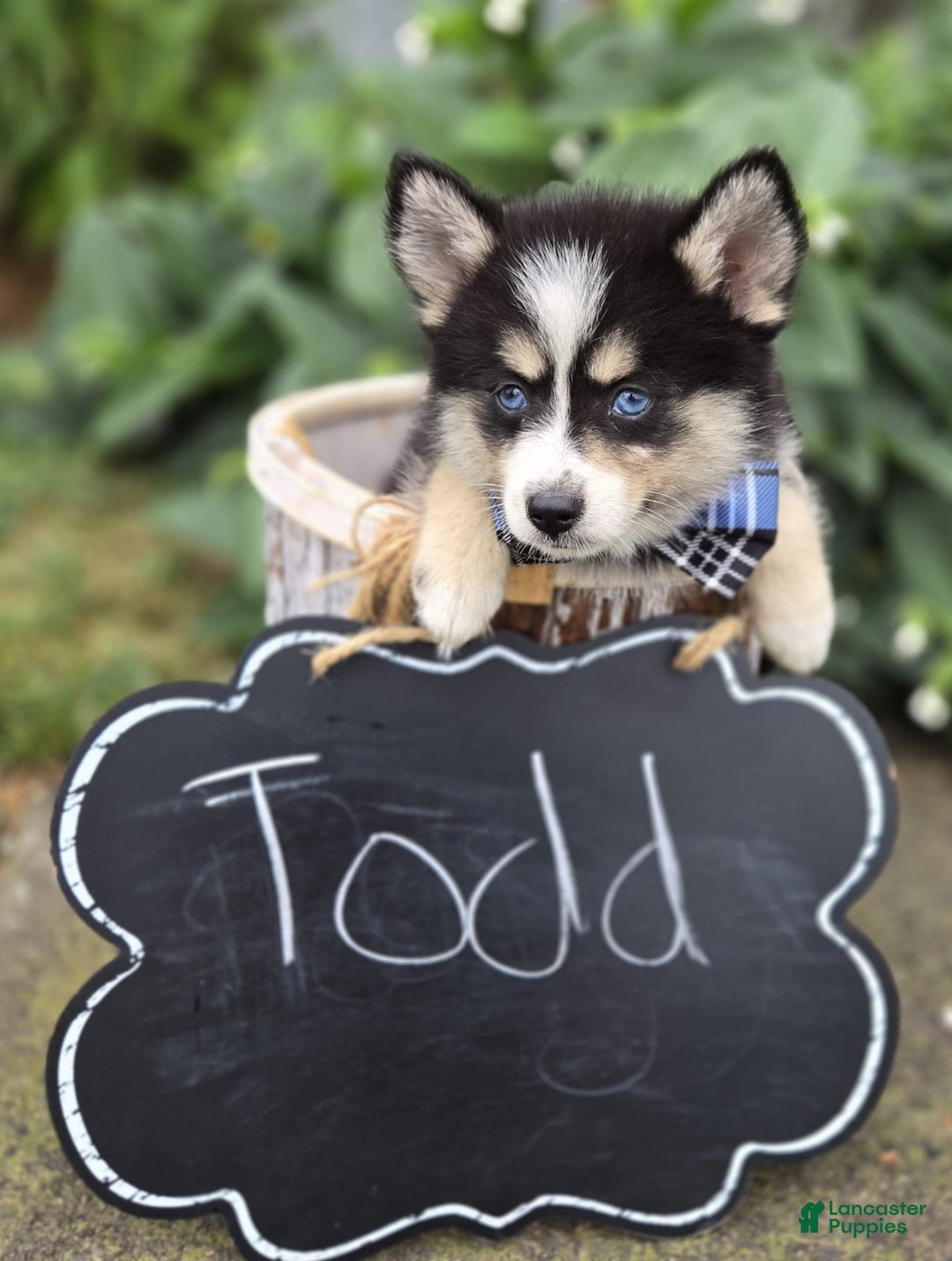 Pomsky dogs for sale: Todd - Image 7
