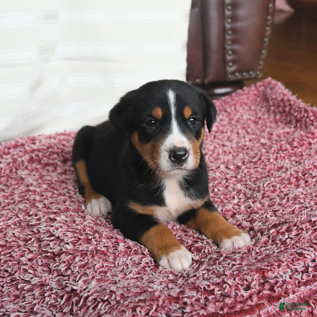 Greater Swiss Mountain Dog dogs for sale: Chip - Image 8