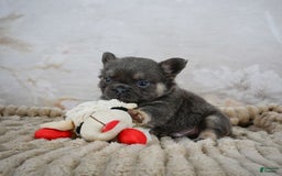 French Bulldog dogs for sale: Roscoe - Image 6