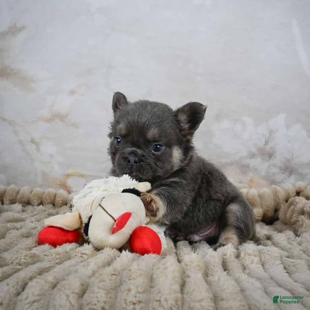 French Bulldog dogs for sale: Roscoe - Image 6