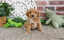 Miniature Poodle dogs for sale: Rover - Image 4
