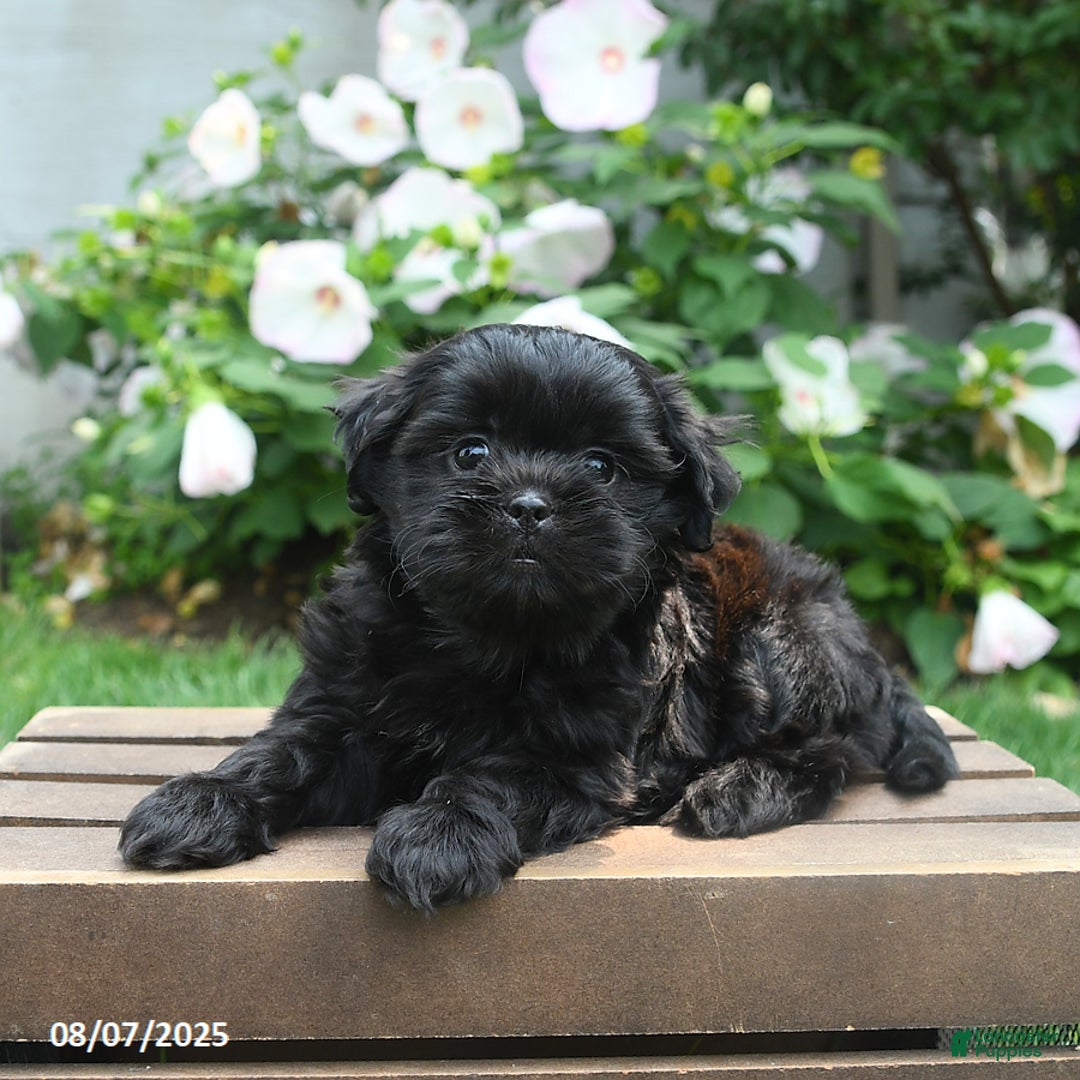 Teddy Bear dogs for sale: Midnight - Image 5