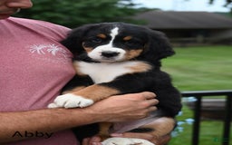 Bernese Mountain Dog dogs for sale: Abby - Image 2