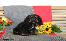 Cocker Spaniel dogs for sale: Pepper - Image 8
