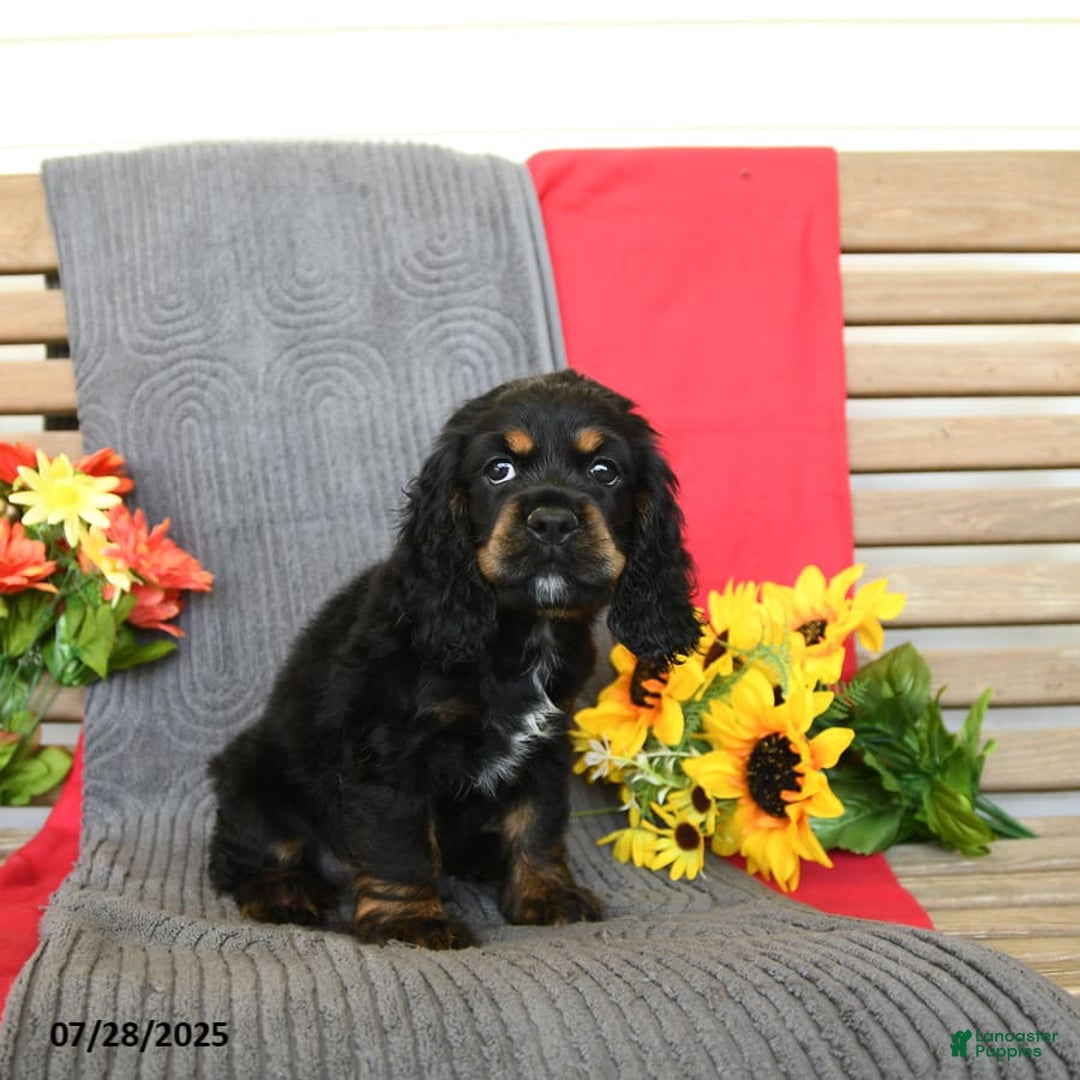 Cocker Spaniel dogs for sale: Pepper - Image 8