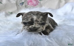 Frenchton dogs for sale: Parker - Image 11