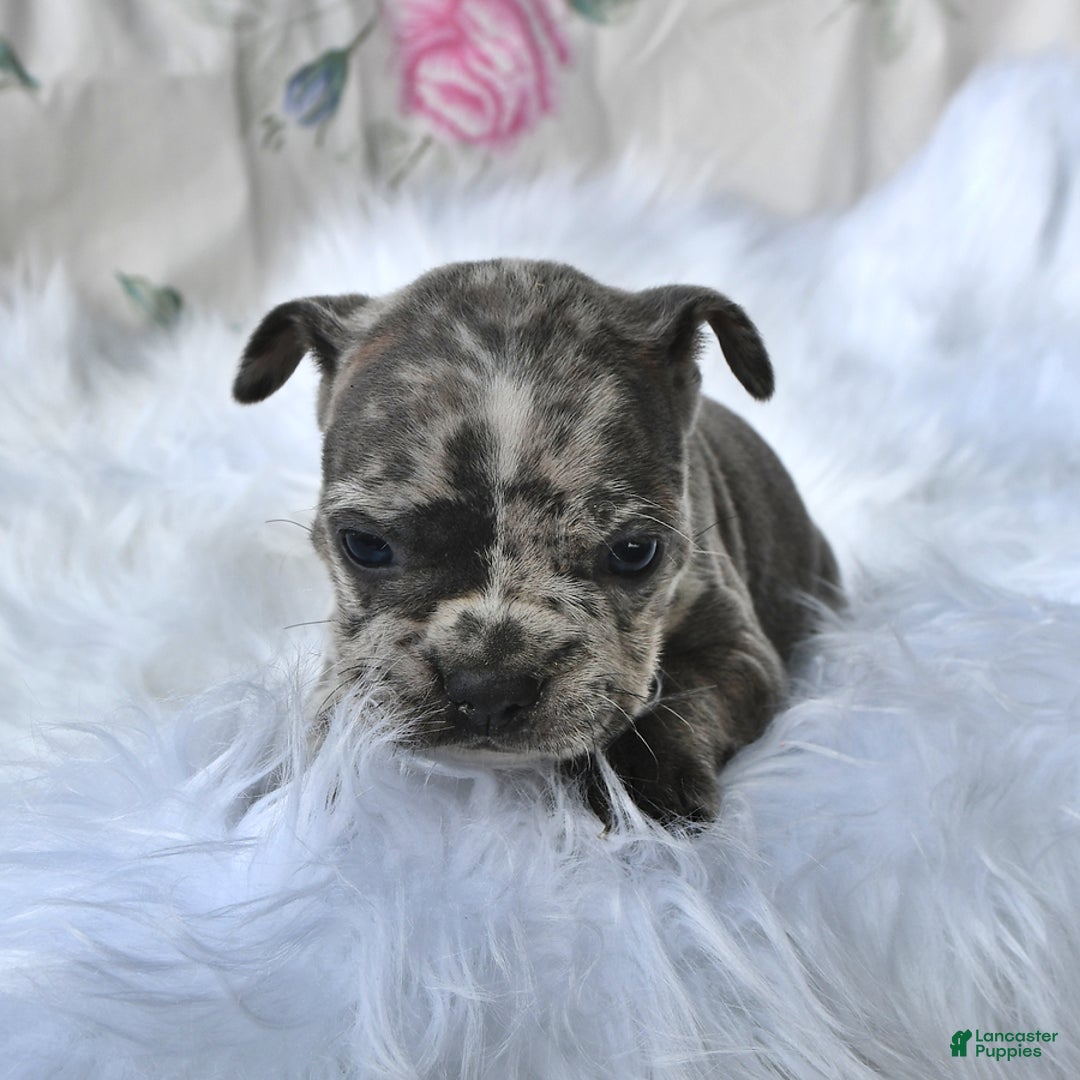 Frenchton dogs for sale: Parker - Image 11