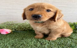 Golden Retriever dogs for sale: Lexi - Image 12