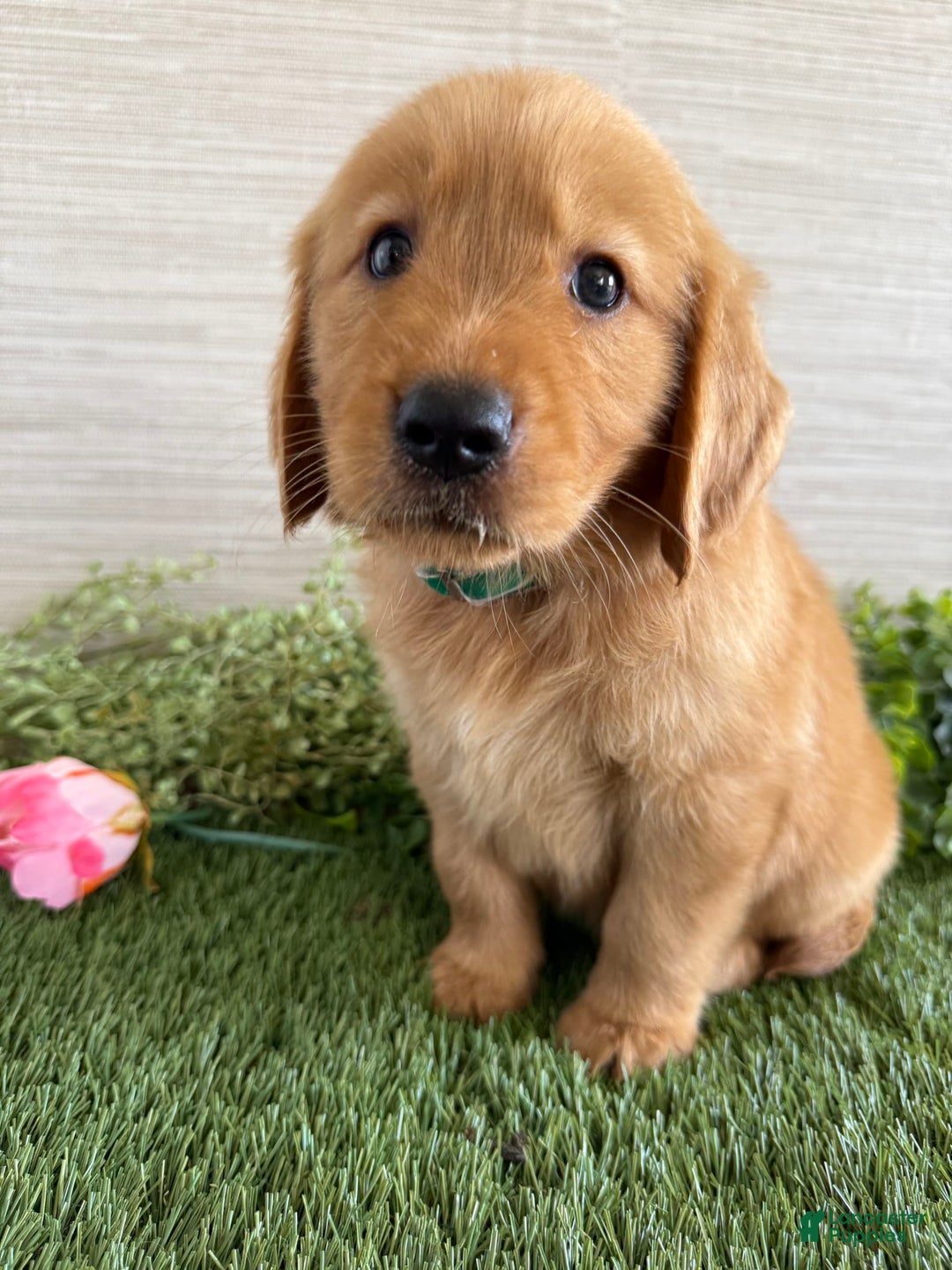 Golden Retriever dogs for sale: Lexi - Image 12