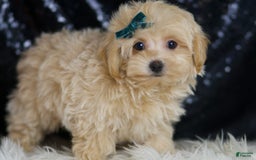 Maltipoo dogs for sale: Maltipoo 4 puppies - Image 11