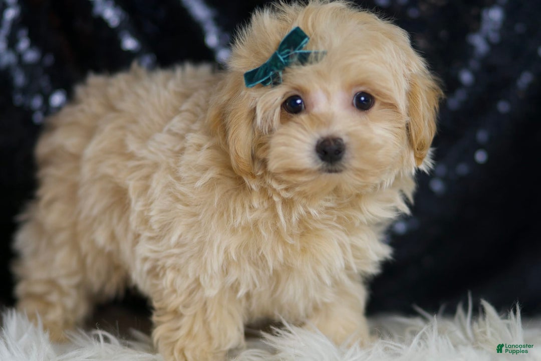 Maltipoo dogs for sale: Maltipoo 4 puppies - Image 11
