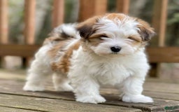 Havanese dogs for sale: Jenny - Image 1