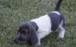 Basset Hound dogs for sale: Flo - Image 1