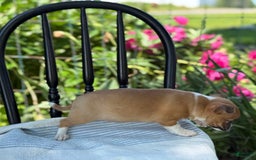Chihuahua dogs for sale: Harvey - Image 7