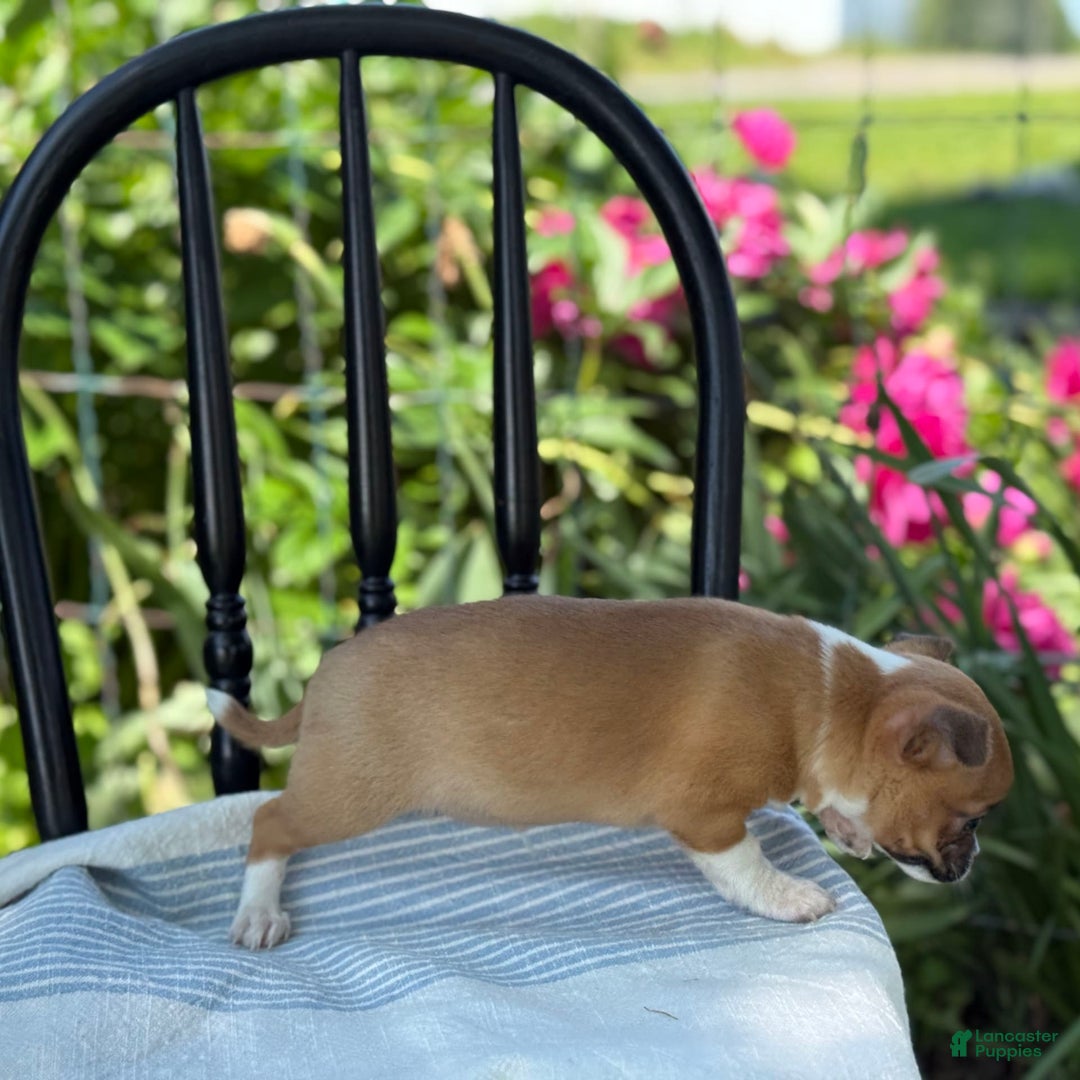 Chihuahua dogs for sale: Harvey - Image 7