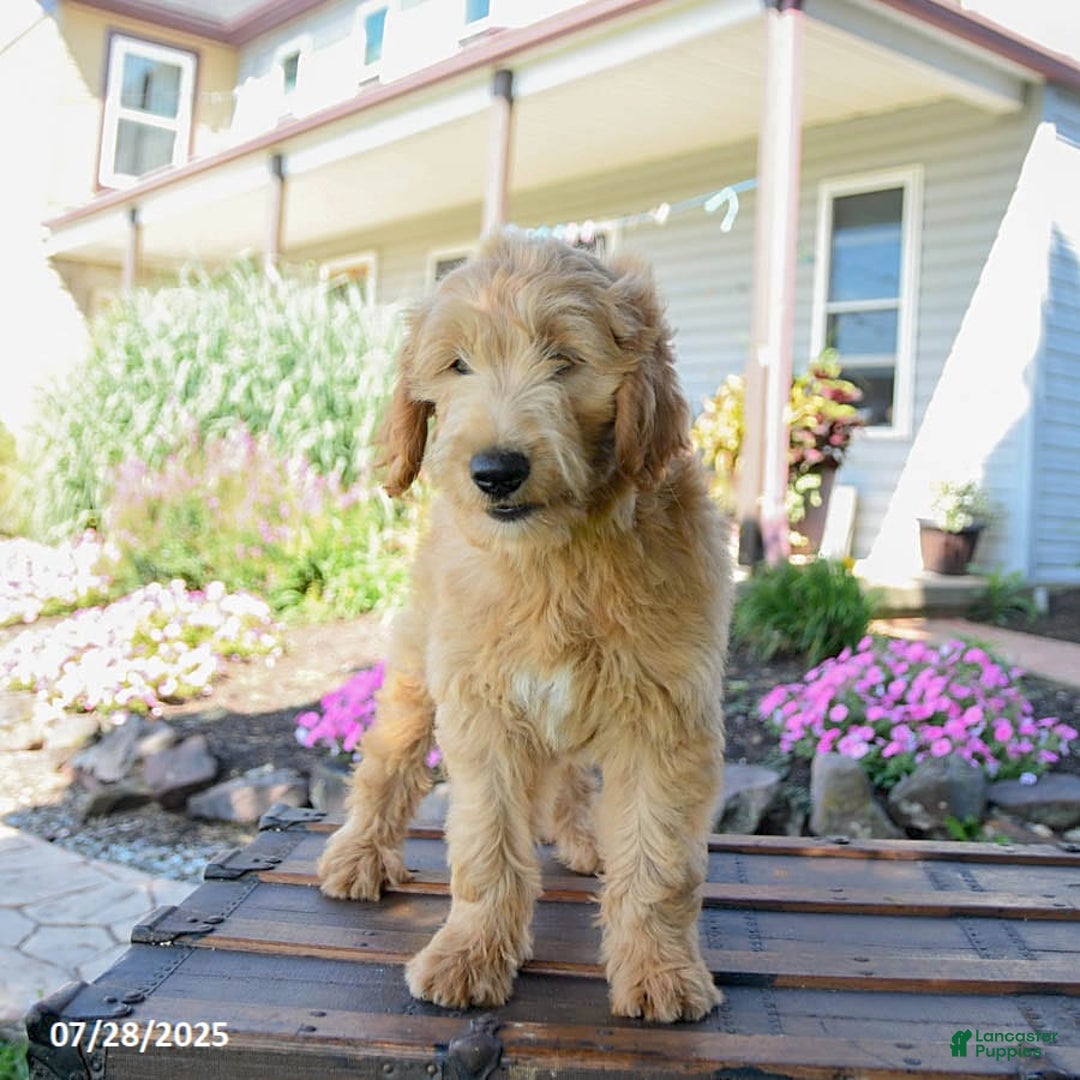 Goldendoodle dogs for sale: Patty - Image 5