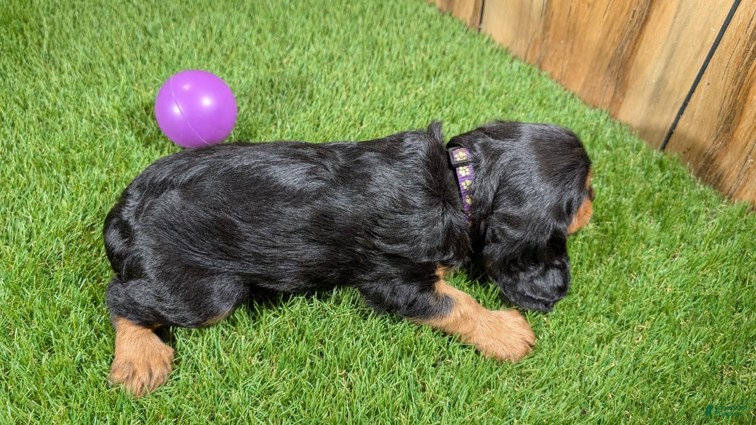 Cavalier King Charles Spaniel dogs for sale: Brin Girl 2 - Image 6