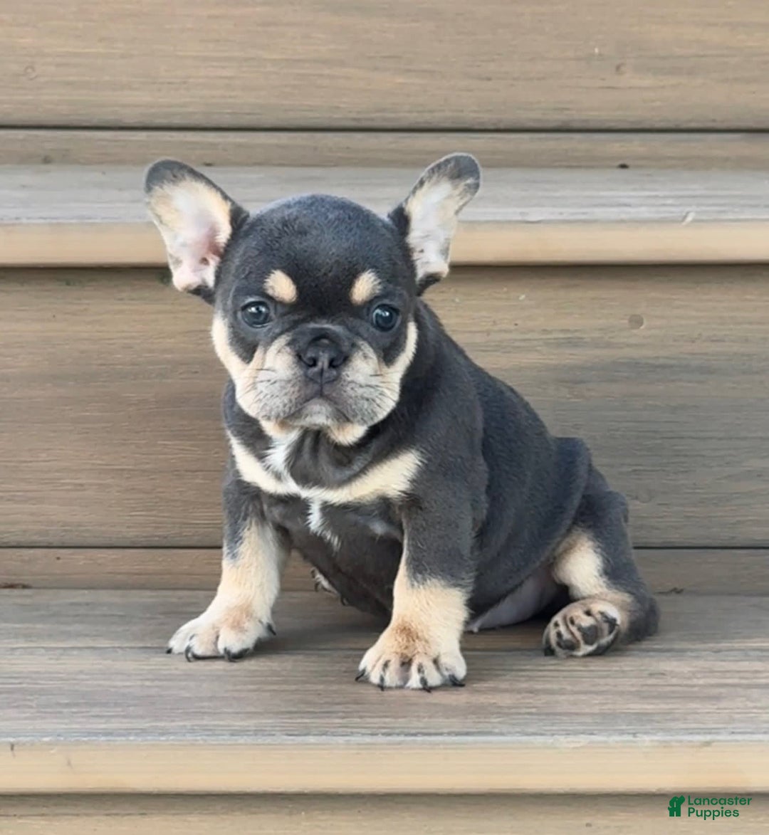 French Bulldog dogs for sale: Honey - Image 6