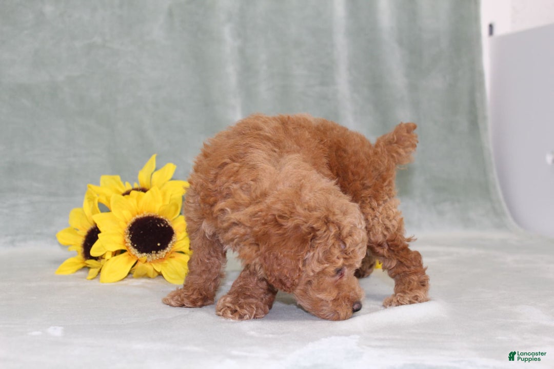 Miniature Poodle dogs for sale: Viking - Image 4