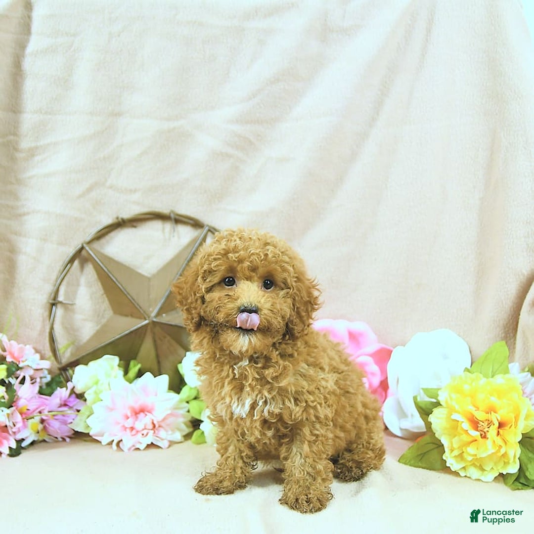 Miniature Poodle dogs for sale: Zach - Image 9