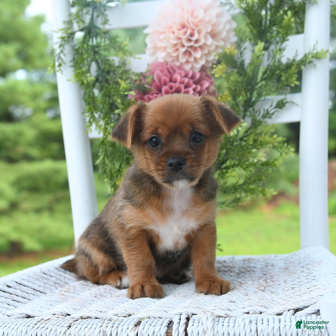 Shorkie dogs for sale: Bill - Image 5