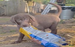 Labrador Retriever dogs for sale: Suger - Image 11