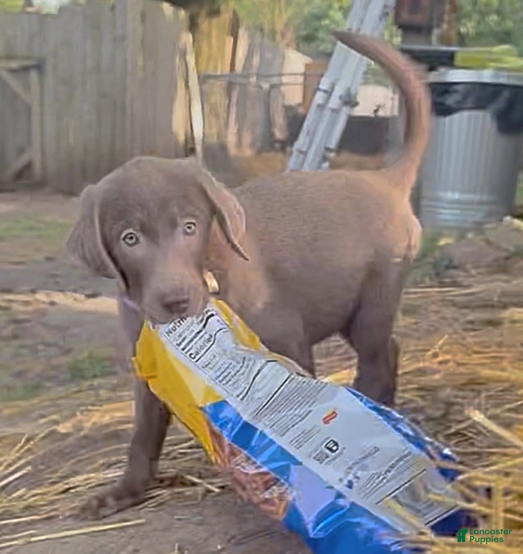 Labrador Retriever dogs for sale: Suger - Image 11