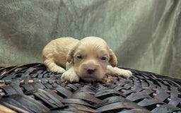 Cockapoo dogs for sale: Fishlegs - Image 6