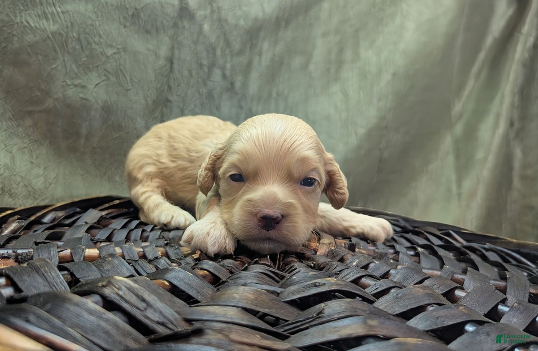 Cockapoo dogs for sale: Fishlegs - Image 6