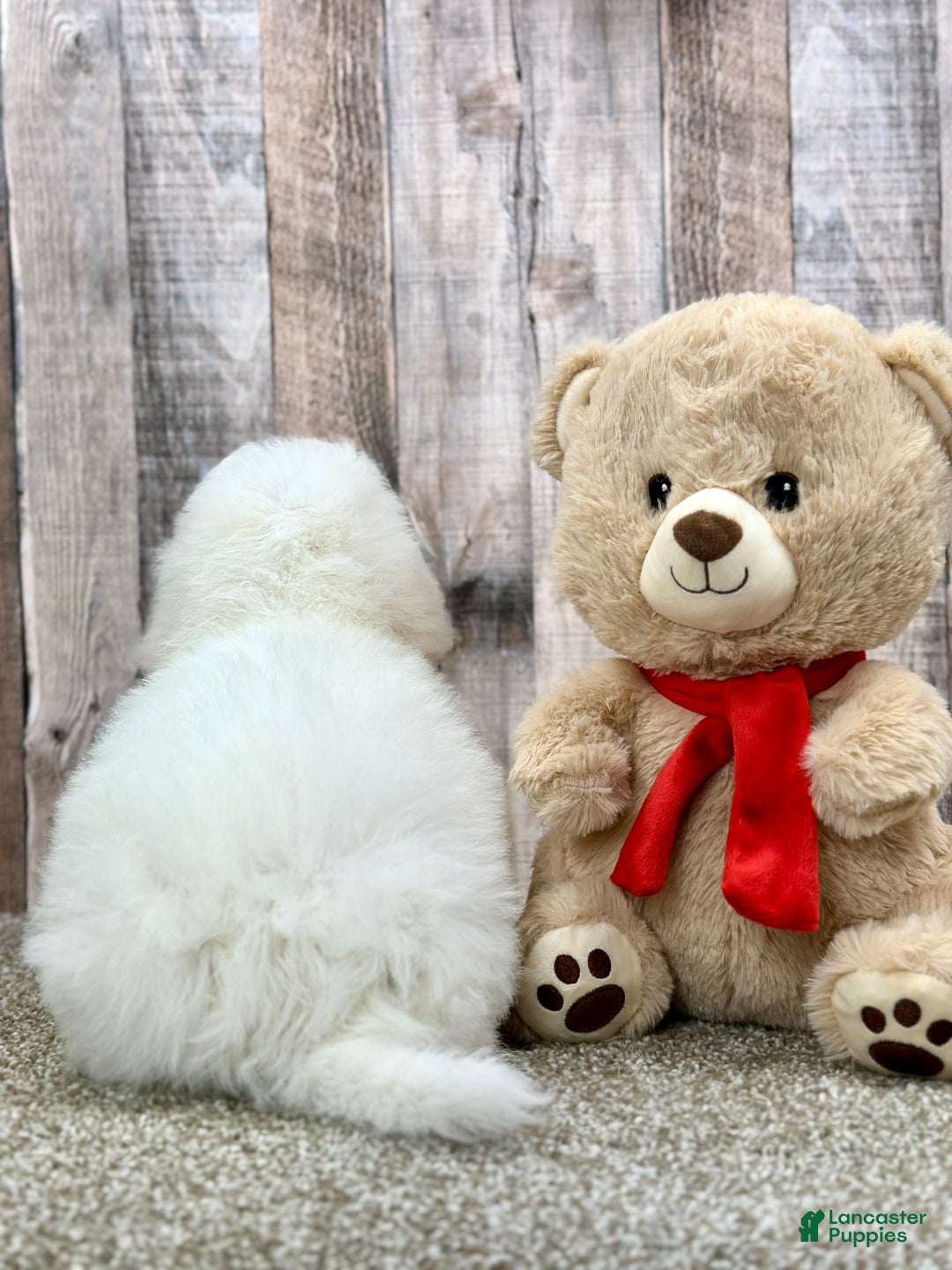 Bichon Frise dogs for sale: Bagle - Listing for pets: Bacon, Bagle, Basil, Banana, Brisket, Berry, Biscuit, Boba - Image 2