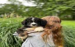 Bernedoodle dogs for sale: Chance - Image 1