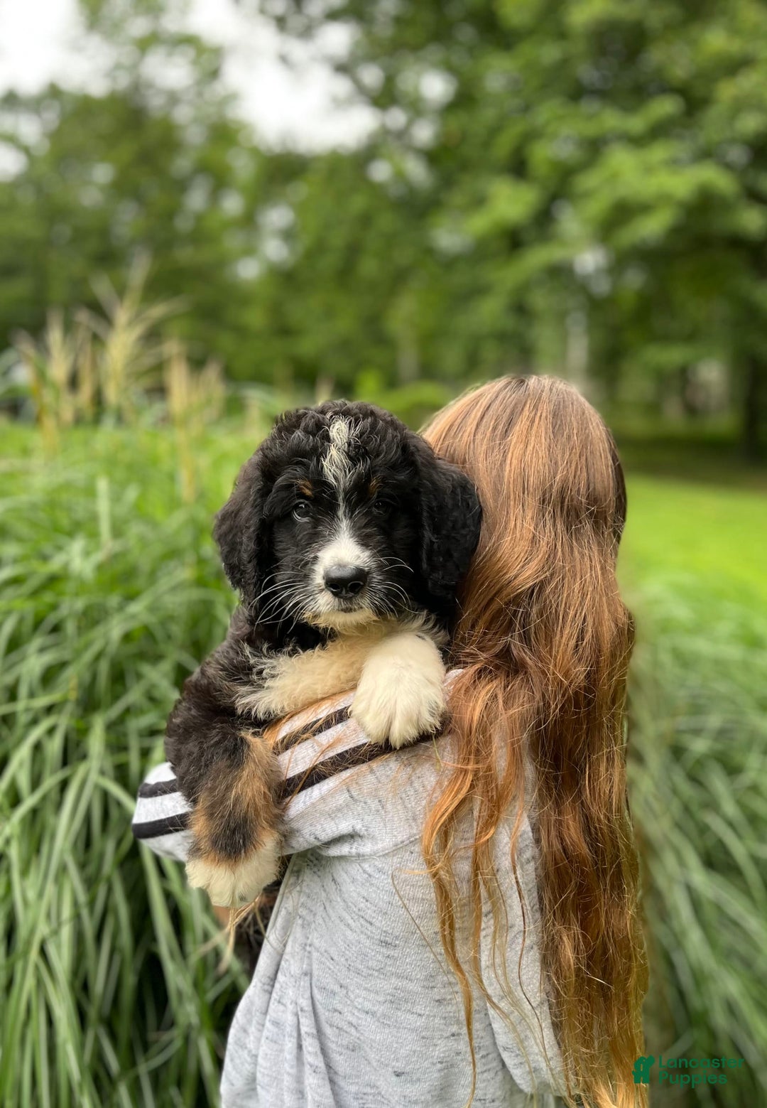 Bernedoodle dogs for sale: Chance - Image 1