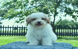 Mini Goldendoodle dogs for sale: Zane - Image 3