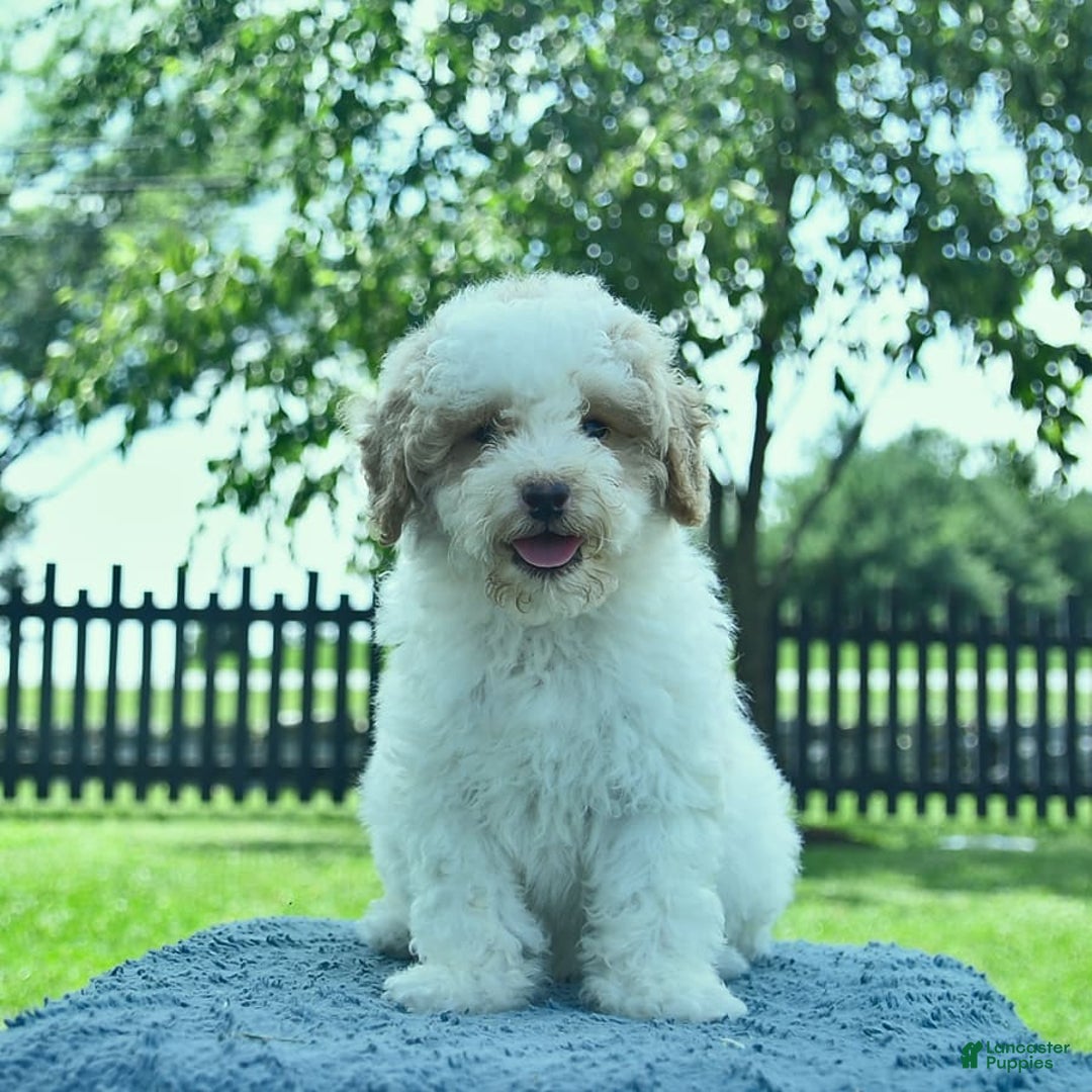 Mini Goldendoodle dogs for sale: Zane - Image 3
